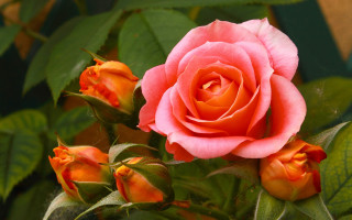 Pink rose orange garden blurry - a brown border free wallpaper