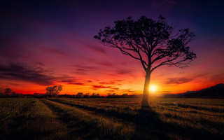 Tree sunset purple sky clouds - sunset free wallpaper