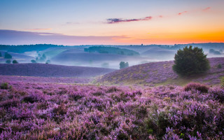 Purple flower sunset landscape foggy - purple flower and trees free wallpaper