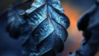 Dying leaf red vein macro - this image free wallpaper