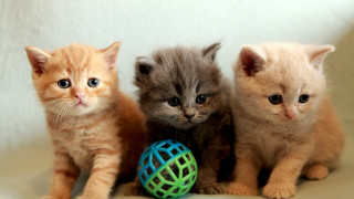 Three kittens ball white background - adorable free wallpaper