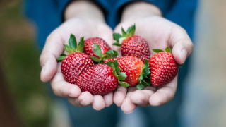 Strawberries hands closeup blurry background - the other hand free wallpaper
