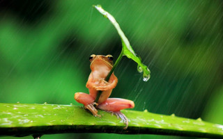 Frog leaf rain crossed head - a frog free wallpaper