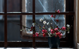 Vase flowers window sill blossoms - a window sill free wallpaper