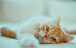 White cat on bed wide - wide free wallpaper