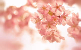 Pink flowers tree branch macro - a close up of a bunch free wallpaper