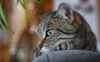 Cat couch plant blurry photorealistic - carlos catasse free wallpaper for desktop