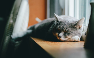 Sleeping cat wooden table blurry - wooden free wallpaper