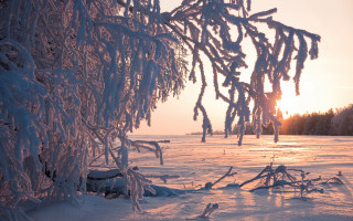 Snowy field tree sunset winter - a few branch free wallpaper