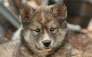 Puppy sad blue eyes blurry - caspar wolf free wallpaper