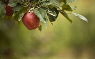 Tree fruit leaves shallow depth - branch free wallpaper