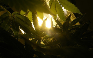 Sunlight backlit plant leaves forest - a window in the background free wallpaper