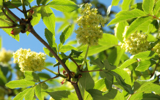 Tree branch white flowers green 3 - branch free wallpaper