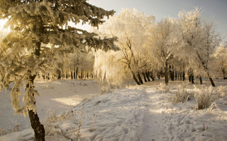 Snowy field trees bushes sun - the tree free wallpaper