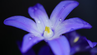 Purple flower water droplets macro 24 - a purple flower free wallpaper