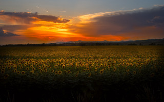 Sunflowers sunset clouds landscape cityscape - a field of sunflowers free wallpaper