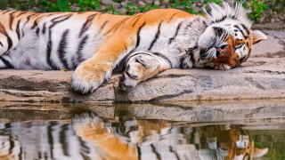 Tiger rock wateroutdoors photorealistic nature - its head on free wallpaper