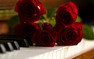 Red roses piano flower blurry - red rose free wallpaper