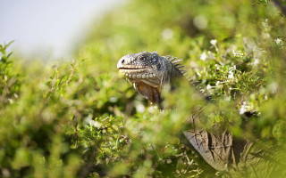 Lizard bushes nature flower forest - david young cameron free wallpaper