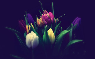 Colorful tulips vase table dark - a vase free wallpaper