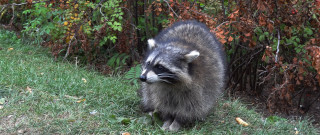 Raccoon bush fence nature field - a raccoon free wallpaper