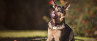 German shepherd dog sitting tongue - its tongue free wallpaper