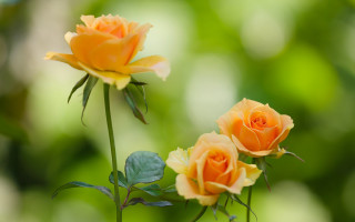 Yellow roses green leaves blurry - the background and a blurry background behind them free wallpaper