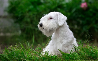 White dog grass blurry background - a flemish baroque free wallpaper