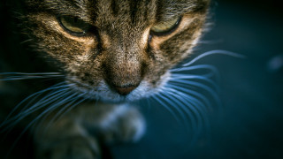 Cat closedeyes distantlook paw up - its paw free wallpaper