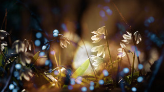 Flower bokeh grass sunlight blurry - sunlight free wallpaper
