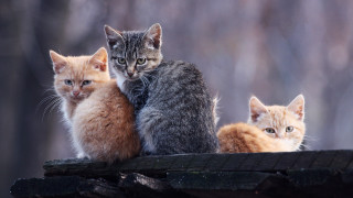 Cats wooden bench forest group - a group of cats free wallpaper