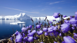 Purple flowers iceberg sky clouds - beautiful free wallpaper for desktop