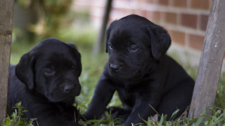 Two black puppies grass cute - the camera and the other free wallpaper