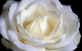 White rose closeup rococo macro 2 - a white rose free wallpaper