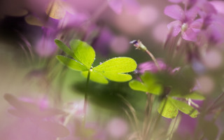 Closeup flowers blurry background bokeh - a close up of a bunch free wallpaper