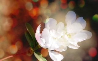 Daisy lily lotus bokeh softfocus - soft free wallpaper