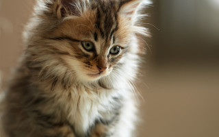 Small kitten long hair serious - serious free wallpaper