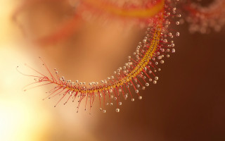 Water drops plant macro autumn - a close up of a plant free wallpaper