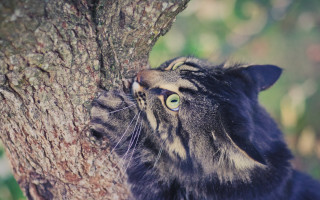 Cat paw tree trunk cherry - a paw free wallpaper