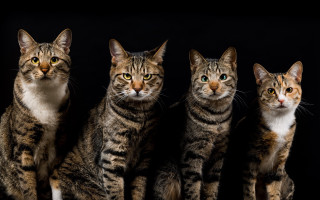 Cats calico tiger white tiger - bourgeoi free wallpaper