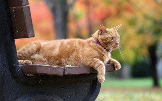 Cat bench park bokeh night - glamor pose free wallpaper