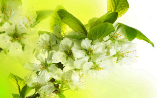 Bloom flower leaf butterfly plant - a green border free wallpaper