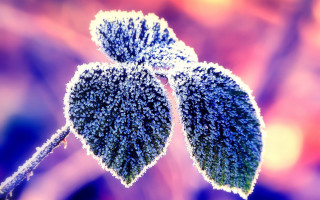 Frosted plant macro winter blurry - frost free wallpaper