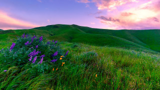 Flower field mountain sunset purple - mystical free wallpaper