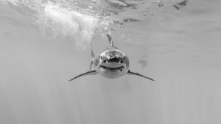 Shark open mouth ocean sunlight - a shark swimming in the ocean free wallpaper