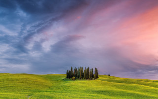 Field trees cloudy sky pink - sky in the background free wallpaper