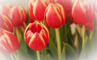 Red yellow flowers bokeh stilllife - flower free wallpaper
