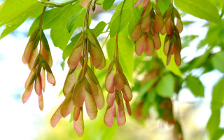 Pink flower tree blurry vines - branch free wallpaper