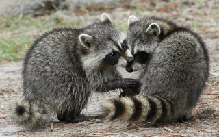 Raccoons playing grass dirt outdoors - a.d.m. cooper free wallpaper