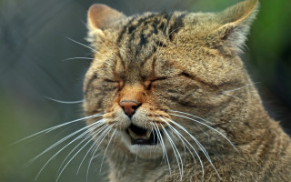 Cat closed eyes open mouth - its eye free wallpaper